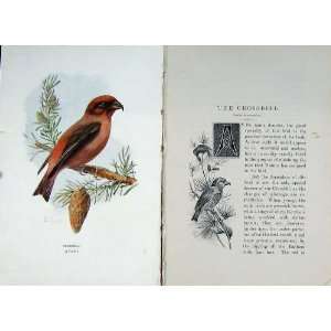  1901 Swaysland Wild Birds Crossbill Nature Colour Print 