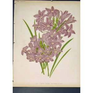  Purple Milla Flower Colour Antique Print Fine Art C1880 
