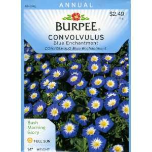  Burpee 48389 Convolvulus Blue Enchantment Seed Packet 