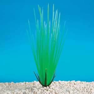  Aquarium Plant   Hairgrass 12 INCH