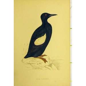  Black Guillemot Bird C1880 Hand Coloured Old Print