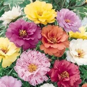  Sundial Mix Portulaca (Moss Rose) Seed Packet: Patio, Lawn 