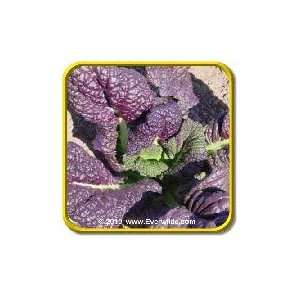  Red Giant   Mustard Seeds   Jumbo Seed Packet (2000 
