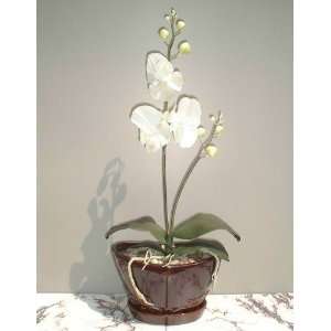  20 Moth Orchid, Artificial Plant