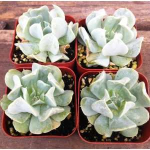  Succulent Gray Claw Rosette 4 Pack: Patio, Lawn & Garden