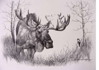 Bull Moose Chickadee drawing Artist Signature original  