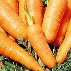 Carrot, Danvers Half Long, 1000 +seeds,