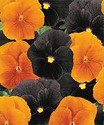 Annual HALLOWEEN MIX PANSY Seeds   Black & Orange  