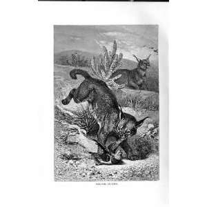    NATURAL HISTORY 1893 94 CARACALS HUNTING ANIMALS: Home & Kitchen