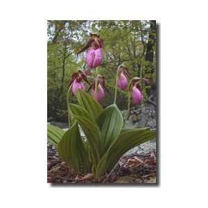 Pink Ladys Slipper Orchids Catoctin Mountains Maryland Giclee Print 