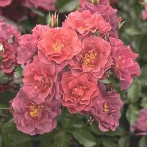  Cinco De Mayo Rose   #2 container Patio, Lawn & Garden