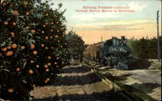 Southern CA Orange Groves Train c1910 Postcard  