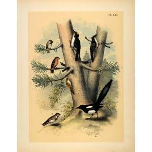  1881 Chromolithograph Birds American Magpie Woodpeckers 