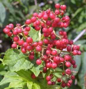 Red Elderberry.Native Shrub.30 Seeds  