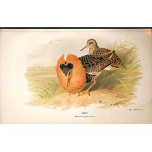    Ruff *2 Lilfords Birds 1885 97 By A Thorburn
