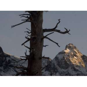 Dead Conifer Tree Shot in Evening Against Mountains in Sonora Pass 