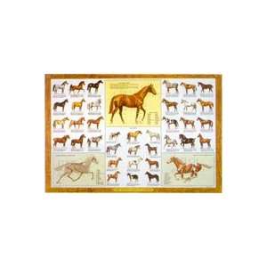 Equine Guide to Horses Chart Pony Pecheron  Industrial 