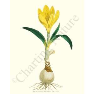  Botanical Flower Print Yellow Crocus