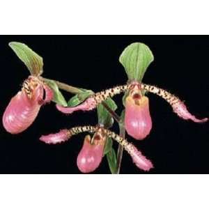   ladyslipper orchid large seedling  Grocery & Gourmet Food