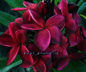 Cutting of plumeria/Blood red/12 15 inche With Rooted  
