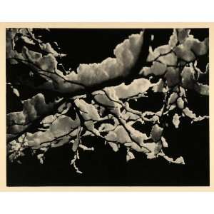  1937 Print Alfred de Lardi Photography Snow Branches 