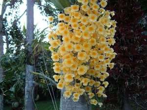 Orchid plants Dendrobium Aggregatum Majus  