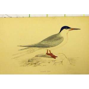 C1880 Hand Coloured Roseate Tern Sea Bird Old Print 