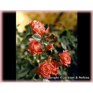   (own root) (Rosa Miniature)   Bare Root Rose Patio, Lawn & Garden