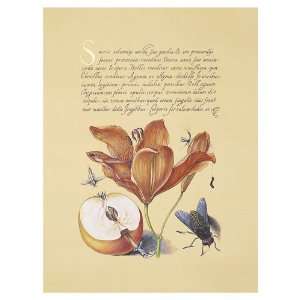 AM Authentic Models Hoefnagel Orange Lily & Common Apple, Hand Painted 
