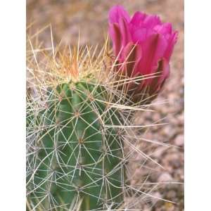 Strawberry Hedgehog Cactus, Desert Botanical Museum 