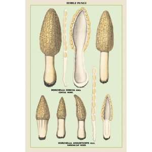  Edible Fungi Morels   Poster (12x18)