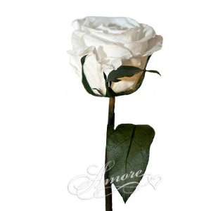  Freeze Dried White Rose