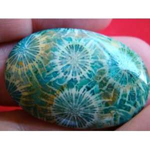 S5902 Green Agate Coral Fossil Oval Cabochon Everything 