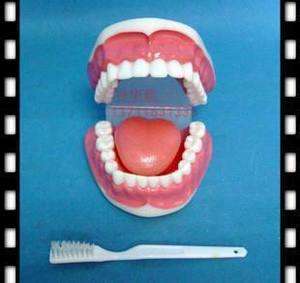 1x Teeth with Toothbrush Large Dental Teaching model NEW  