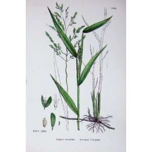  Botany Plants C1902 European Cut Grass Leersia Colour 