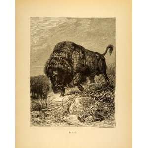  1885 Lithograph Bison American Buffalo Bovidae Family Habitat 