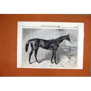  Horse Blair Athol Winner Derby Stable 1864 Old Print