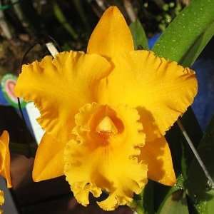 SC84 Orchid Plant Blc Shinfong Luohyang Golden King  