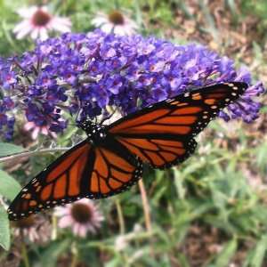  Butterfly Bush (Buddleia) Shrub: Patio, Lawn & Garden