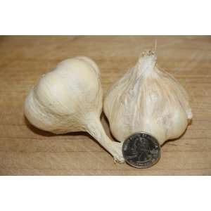  2 Large Planting Size Inchelium RED Garlic Bulbs Patio 