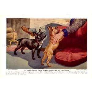 1943 French Bulldog Non Sporting Dogs Walter A Weber Vintage Dog Print