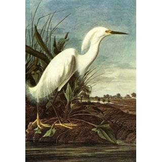  John James Audubon Carolina Parrot Print 24x36 