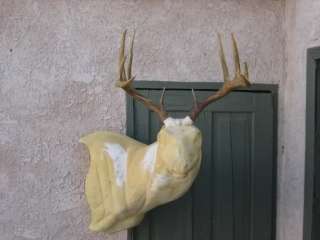 5x5 WHITETAIL DEER RACK Antlers 165 6/8 B&C mule mount taxidermy elk 