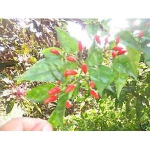   frutescens   HOT wild bird pepper 50 seeds Patio, Lawn & Garden