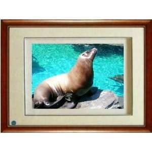  Framed Chinese Silk Embroidery Sealion 12.6x15.2