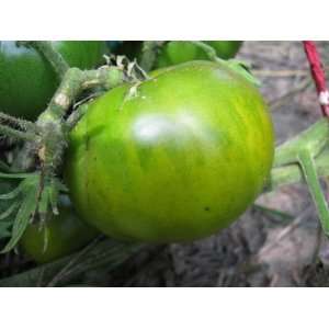  Aunt Rubys Green Tomato Patio, Lawn & Garden