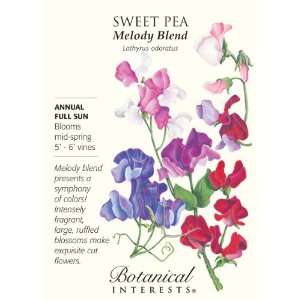  Melody Sweet Pea Seeds Patio, Lawn & Garden