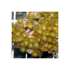 Yellow Polyp (Parazoanthus Axinella) Salt Water Coral   Includes Fast 