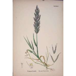   Plant Polypogon Littoralis Perennial Beard Grass C187