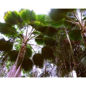  Underside of palm trees, Hawaii Landscape Photography 